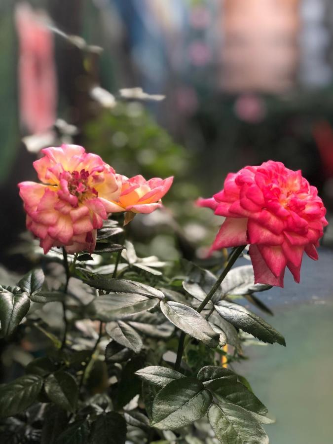 Zouglas App Guesthouse ลิมาซอล ภายนอก รูปภาพ